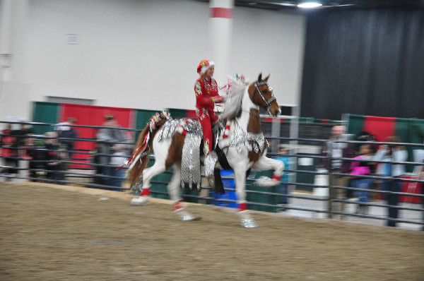 Saddlebred Christmas horse parade